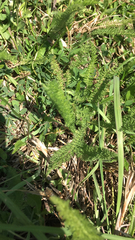 Achillea millefolium
