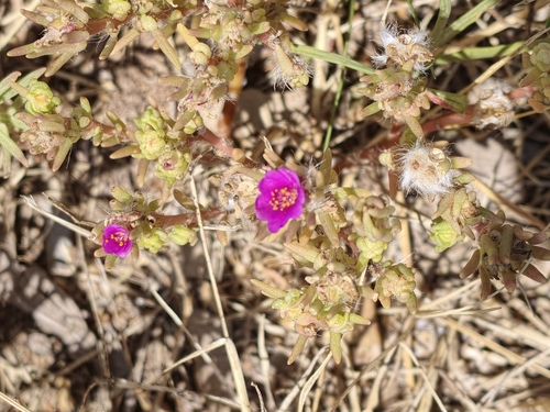 shaggy portulaca