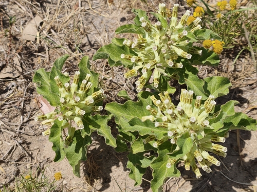 Zizotes milkweed