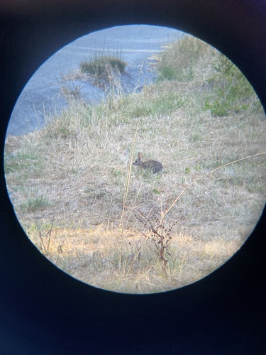 Brush Rabbit observed by nature_finder26
