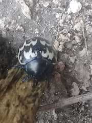 Leptinotarsa lacerata