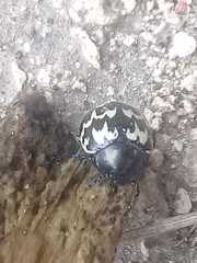 Leptinotarsa lacerata