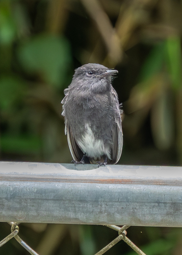 Black Phoebe