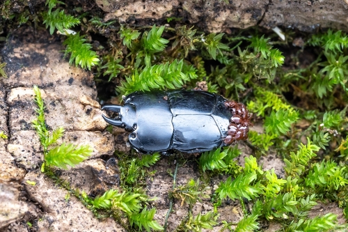 Hololepta amurensis
