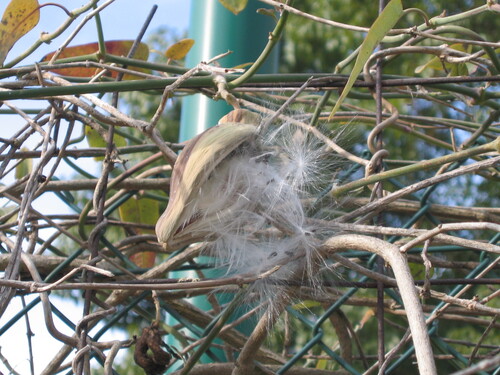 Araujia sericifera