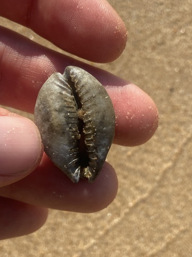 Cypraea miliaris observed 2026-08-11