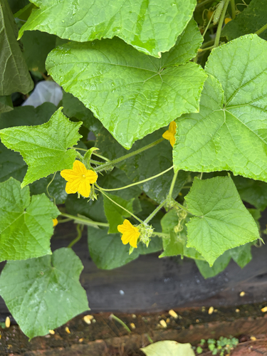 Cucumber
