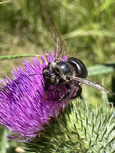 iNaturalist observation photo of Western Carpenter Bee