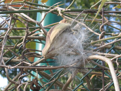 Araujia sericifera