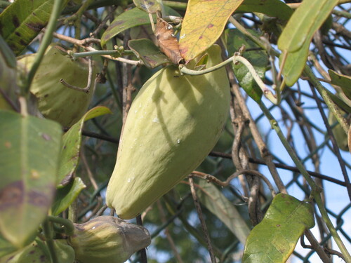 Araujia sericifera