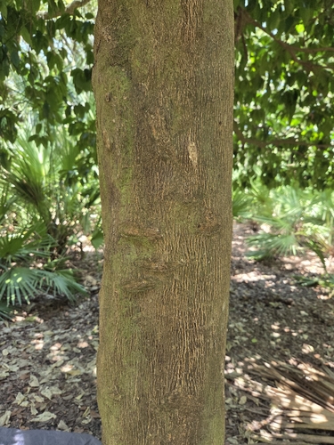 Citrus aurantium