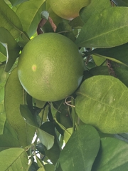 Citrus × aurantium, photograph (c) Emily E.M., some rights reserved (CC BY)