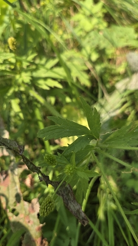 Ranunculus pensylvanicus, photograph 5