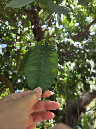Citrus × aurantium, photograph 3
