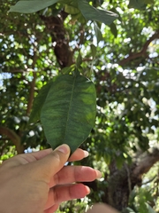 Citrus × aurantium, photograph (c) Emily E.M., some rights reserved (CC BY)