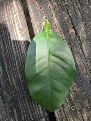 Citrus × aurantium, photograph (c) Emily E.M., some rights reserved (CC BY)