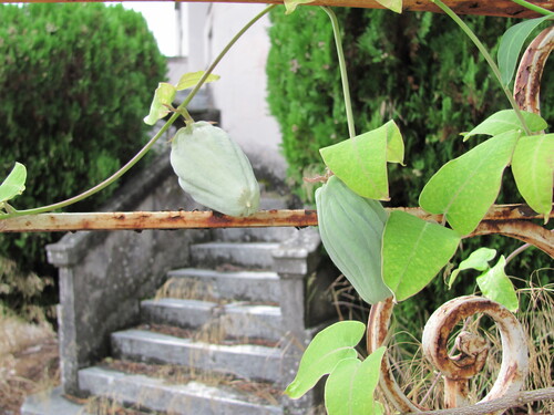 Araujia sericifera
