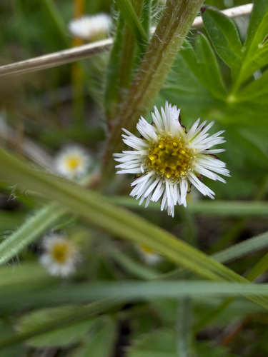 Erigeron lonchophyllus, 2026-08-10