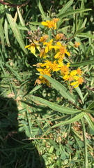 Barkleyanthus salicifolius