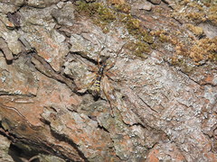 Ctenophora flaveolata