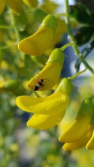 Closterotomus biclavatus