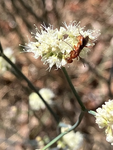 iNaturalist observation photo of Spider Wasps