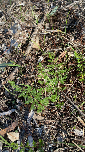cloak fern