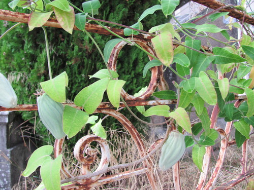 Araujia sericifera