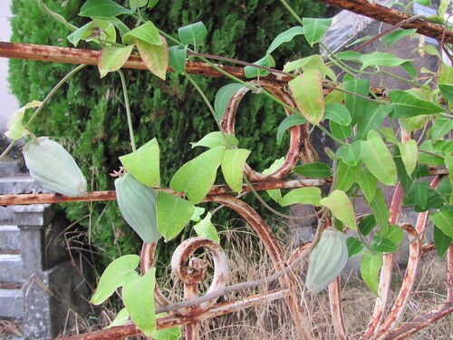 Araujia sericifera