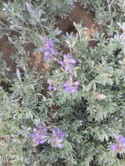 Lupinus chamissonis