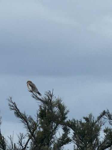 Black-shouldered Kite