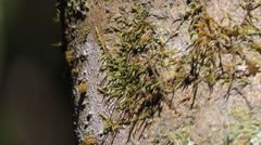 Acrocladium auriculatum