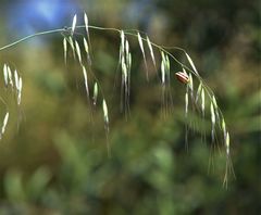 Avena sterilis