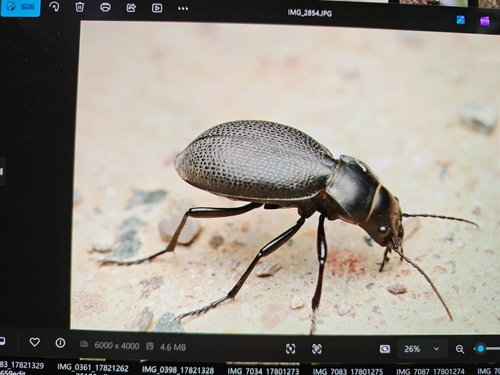 Carabus brandti