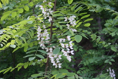 Robinia pseudoacacia