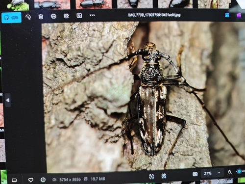 Trirachys orientalis