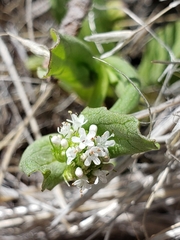 Plectritis macrocera