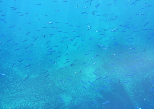 Decapterus macarellus observed 2026-08-09