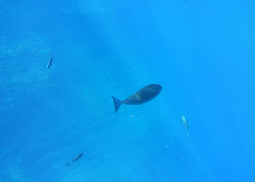 Naso hexacanthus, 2026-08-09