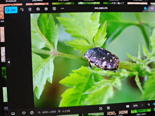 Blue Flower Chafer