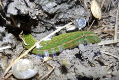 Whitmania pigra