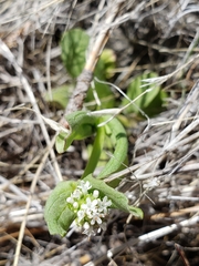 Plectritis macrocera