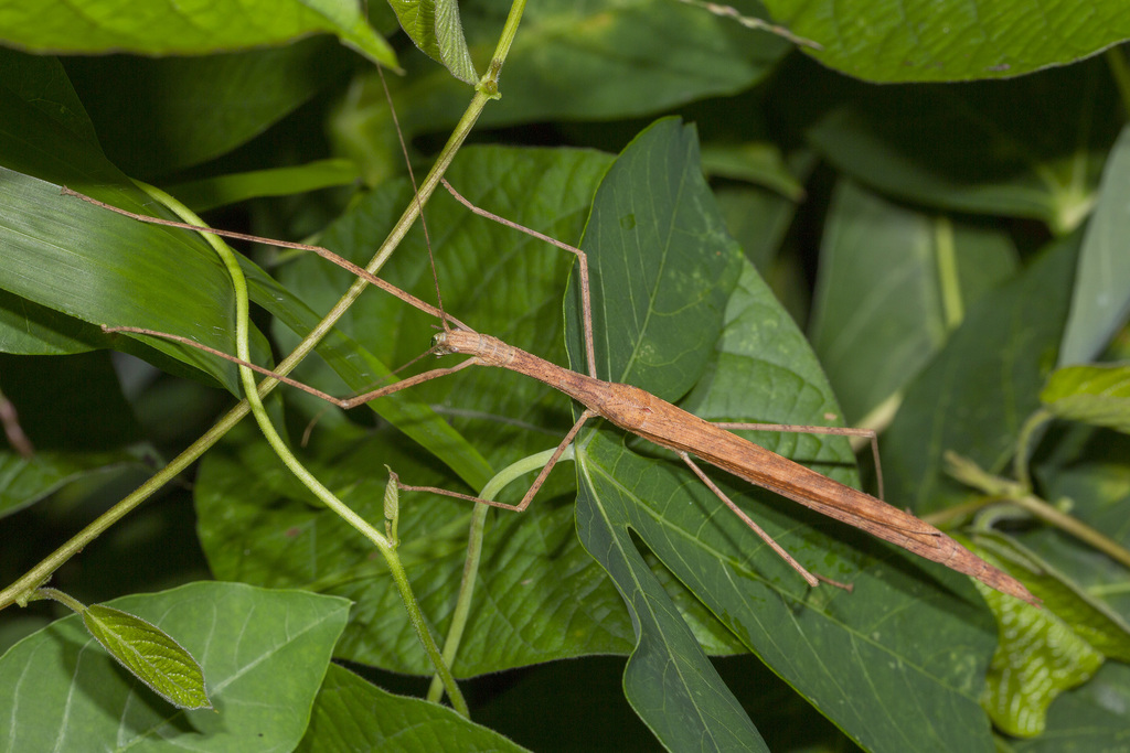 Pickwick Insect Pinkwing Stick Insect from Yishun, Singapore on May 6, 2020 at 09:53 PM ...