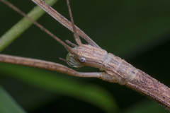 Sipyloidea