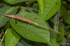 Sipyloidea
