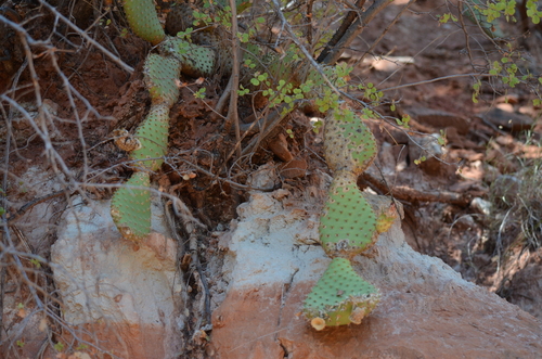 Opuntia aurea, photograph 6