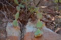 Opuntia aurea, photograph (c) Josiah Londerée, some rights reserved (CC BY)