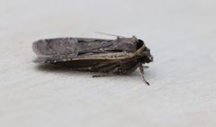 Parabagrotis formalis