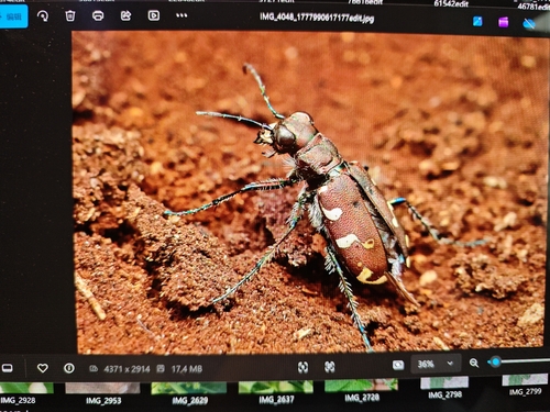 Cicindela transbaicalica