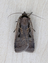 Parabagrotis formalis